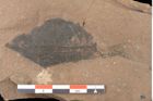 Foto (Detailsansicht) von Quercus palaeoilex Ettingshausen (NHMW-GEO-2024-0188-0937)